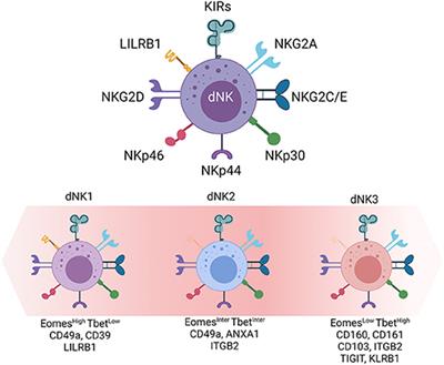 Innate Immune Response to Viral Infections at the Maternal-Fetal Interface in Human Pregnancy